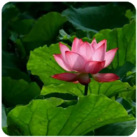 一个不可描述的真理:老实人等靠要，黄毛直接占领“高地”！