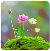 良家子 正在快速消失